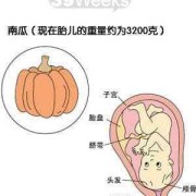 怀孕三十九天胎儿图（怀孕三十九天胎儿图片）