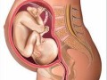 怀孕8个月胎儿图（怀孕8个月胎儿图片）
