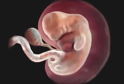 孕6周的胎儿多大才是正常,怀孕6周胎儿有多大