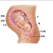 38周胎儿图片（怀孕38周了，胎儿偏小，该怎么办呢）