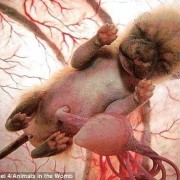两个月胎儿成型了吗（母猪怀孕两个月胎儿成型了吗）