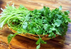 孕期可以吃香菜吗（孕期可以吃香菜吗早期）