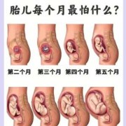 怀孕初期胎儿在哪里（怀孕初期胎儿在哪里发育）