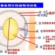 胎儿鉴定方法（鸡蛋怎样辨别有卵没卵）