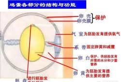 胎儿鉴定方法（鸡蛋怎样辨别有卵没卵）