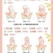 左枕前位和左枕后位有什么区别,胎儿右枕前位图片示意图