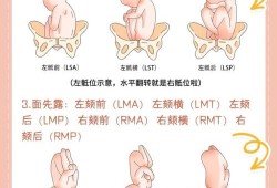左枕前位和左枕后位有什么区别,胎儿右枕前位图片示意图