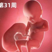 32周的胎儿有多大（怀孕32周，宝宝有多大？多重了呢）