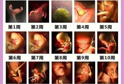 1到40周胎儿发育过程（1到40周胎儿发育过程）