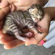 胎儿出生前（猫咪要生小猫了,该做哪些准备）
