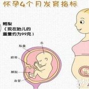 4个月胎儿的模样是什么样子的？都发育什么了,胎儿孕育图片