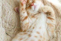猫咪怀孕为什么喜欢肚皮朝上躺着,胎儿脸朝上躺着一般都女孩吗?