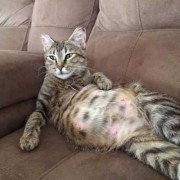 猫胎儿大小（猫胎儿过大怎么办）