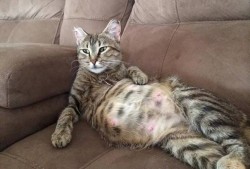 猫胎儿大小（猫胎儿过大怎么办）