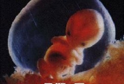 怀孕7周胎儿真实图片（6周的胎儿有多大？怀孕六周有胎芽了吗）