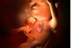 孕期14周胎儿图片（孕十四周胎儿在肚子哪?请教专业人士）