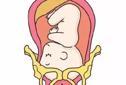 孕期多少周入盆（怀孕几个月胎儿入盆呢？一般情况什么时候胎儿入盆）