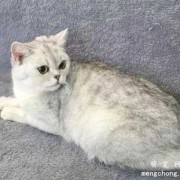 胎儿脑袋圆（请问一下，银渐层什么时候头变大，银渐层什么时候头变圆，我家猫咪已经四个月了，还没有发腮是怎么了）