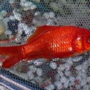 如果金鱼什么都不吃，只喝水而且只有一条会死吗,孕期只喝水不吃饭