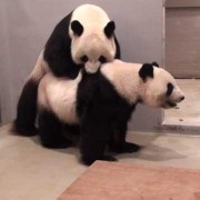 熊猫的孕期（熊猫怀孕肚子会变大吗）