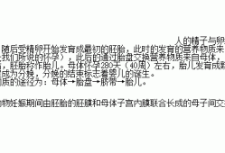 胎儿的营养（胎儿的营养从母体哪里获得）