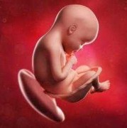 18周胎儿多大（怀孕18周胎动的感觉是怎样的）