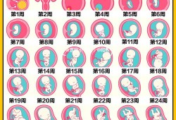 胎儿几周稳定（胎儿几周稳定下来）