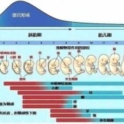 胎儿什么时候发育心脏（胎心一般什么时候开始有）