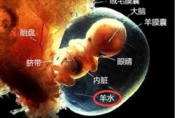 5个月胎儿和羊水有多重（五个月胎儿和羊水有多重）