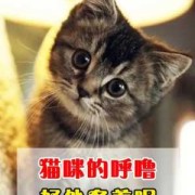 猫咪生宝发出呼噜声为什么,胎儿骨骼声影等素的影响会因影吗