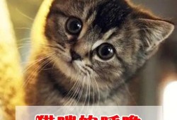 猫咪生宝发出呼噜声为什么,胎儿骨骼声影等素的影响会因影吗