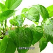 绿萝对孕妇有影响吗,孕期植物神经功能检查有必要做吗