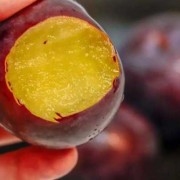 怀孕初期黑布林能不能吃,孕期能吃黑布林吗?