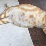 胎儿瘦的原因（猫咪怀孕瘦了正常吗）