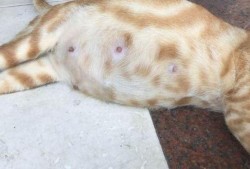 胎儿瘦的原因（猫咪怀孕瘦了正常吗）