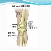胎儿股骨和胫腓骨弯曲是什么原因造成的,胎儿胫骨长度标准