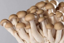 孕期可以吃姑娘吗（孕妇能吃蘑菇吗？吃着有什么副作用呢）