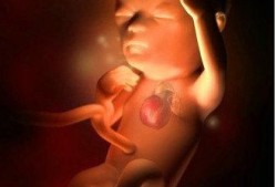 孕十四周胎儿有多大,怀孕14周胎儿多大图片