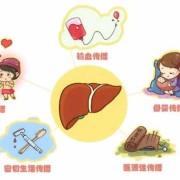 乙肝会传染给胎儿吗（母体有乙肝会传染给胎儿吗）