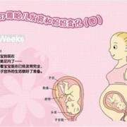 胎儿顶着胃是脚还是头（胎儿顶着胃是脚还是头）
