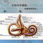 胎儿内耳发育（胎儿内耳发育注意事项）