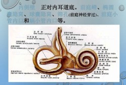 胎儿内耳发育（胎儿内耳发育注意事项）