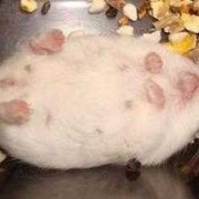 仓鼠怀孕期（仓鼠怀孕期是多久）