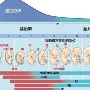 孕妈大两周是什么意思,胎儿大两周是什么原因