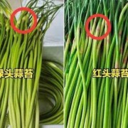 孕妇吃蒜苔对胎儿好吗（产妇能吃蒜苗吗）
