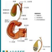 胎儿两胆囊（胎儿两个胆囊）