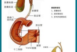 胎儿两胆囊（胎儿两个胆囊）