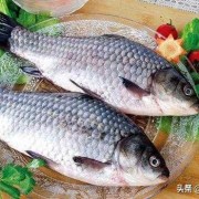 孕期吃鱼的好处（孕期吃鱼的好处有哪些）