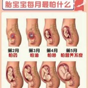 胎儿期（图解胎儿成长过程）