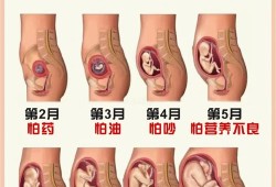 胎儿期（图解胎儿成长过程）